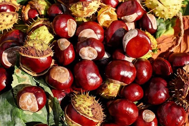 Les 10 Meilleurs Aliments à Intégrer dans Votre Plan d'Alimentation Saine