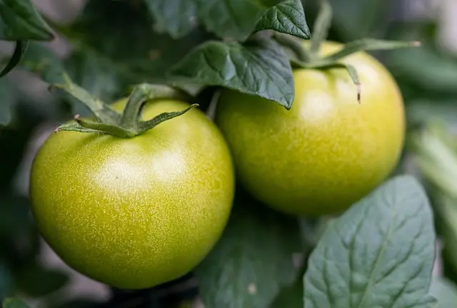 Comment établir un plan d'alimentation saine pour des résultats durables
