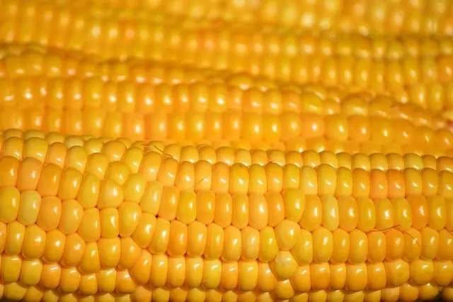 Les Meilleures Stratégies pour Suivre Un Plan d'Alimentation Saine
