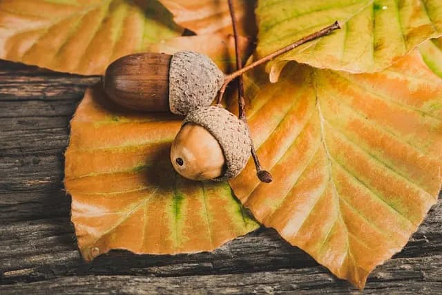 Comment Adapter Votre Plan d'Alimentation Saine aux Saisons